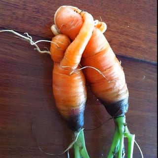CARROT